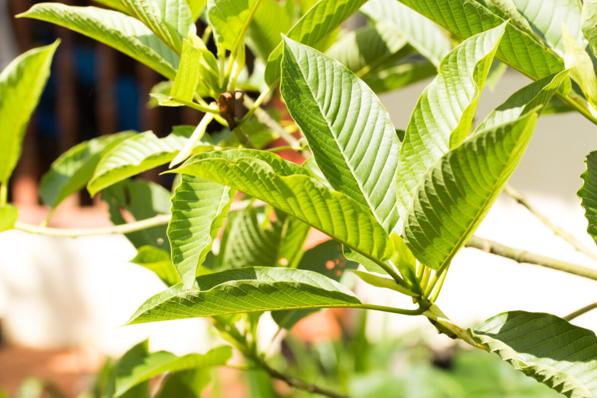 green malay kratom - Kratom Exchange