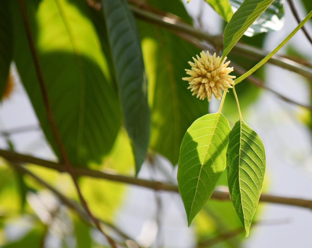 kratom leaf - Kratom Exchange