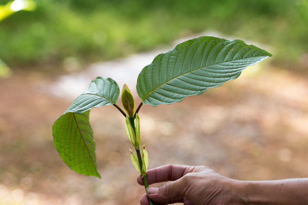 kratom strains - Kratom Exchange