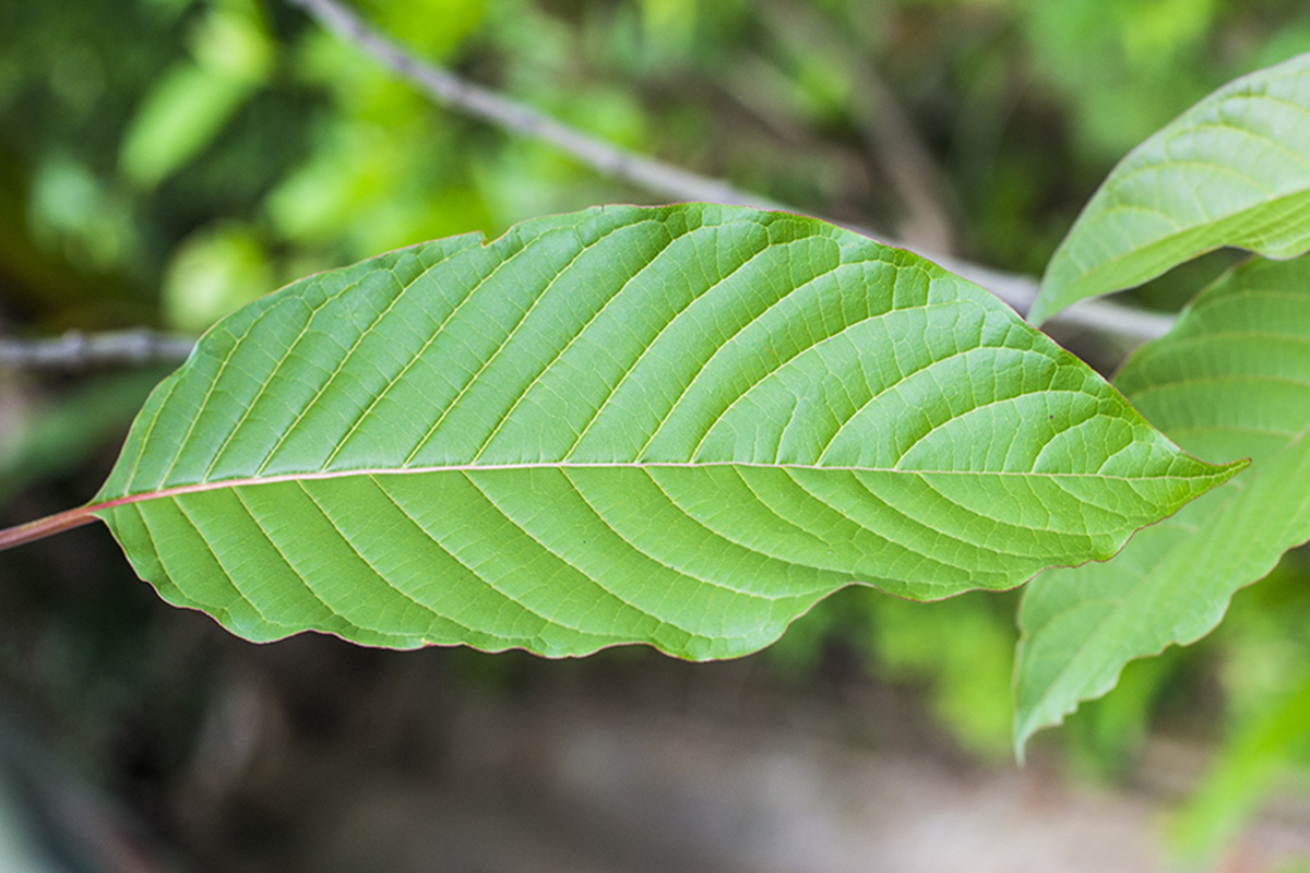 Is Kratom Legal - Kratom Exchange