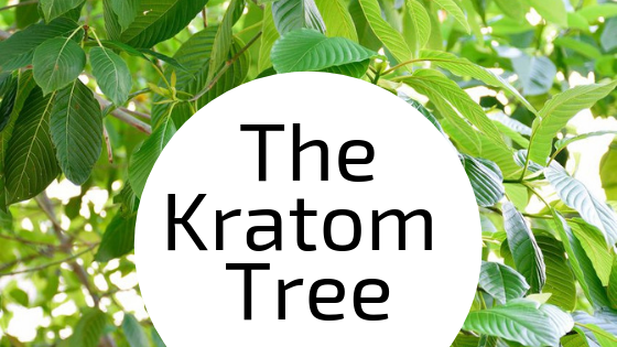 The Kratom Tree - Kratom Exchange