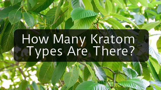 Different Types Of Kratom - Kratom Exchange