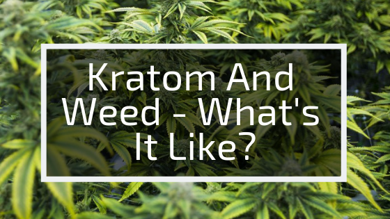 Using Kratom And Marijuana Together - Kratom Exchange