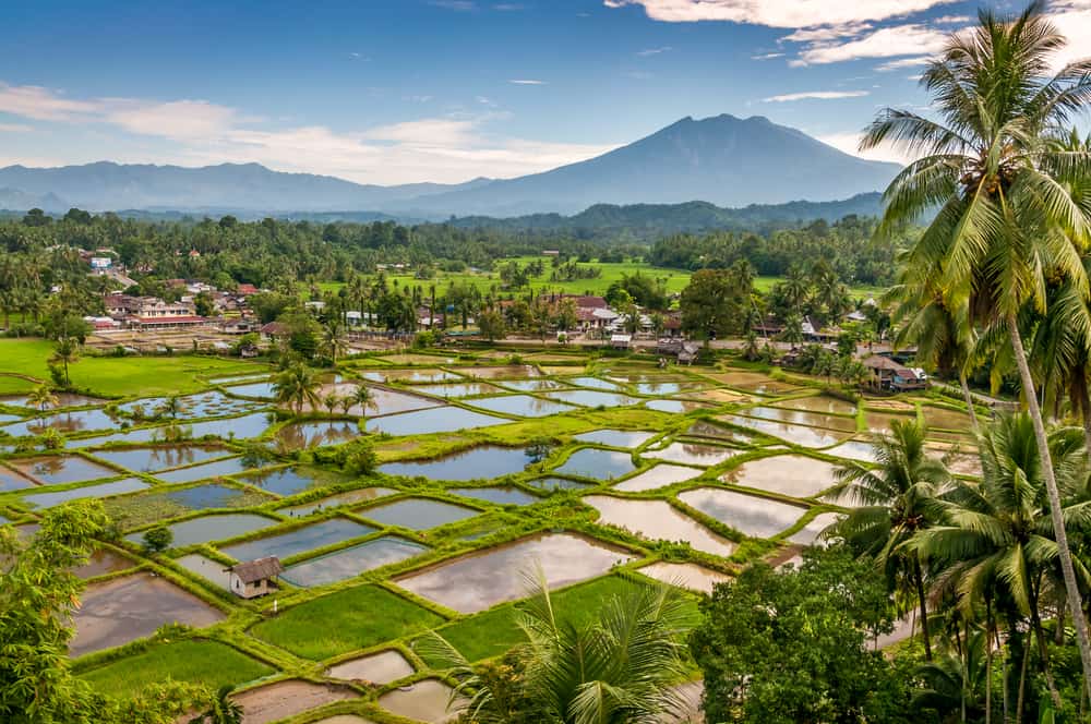 Yellow Sumatra In Sumatra Indonesia - Kratom Exchange