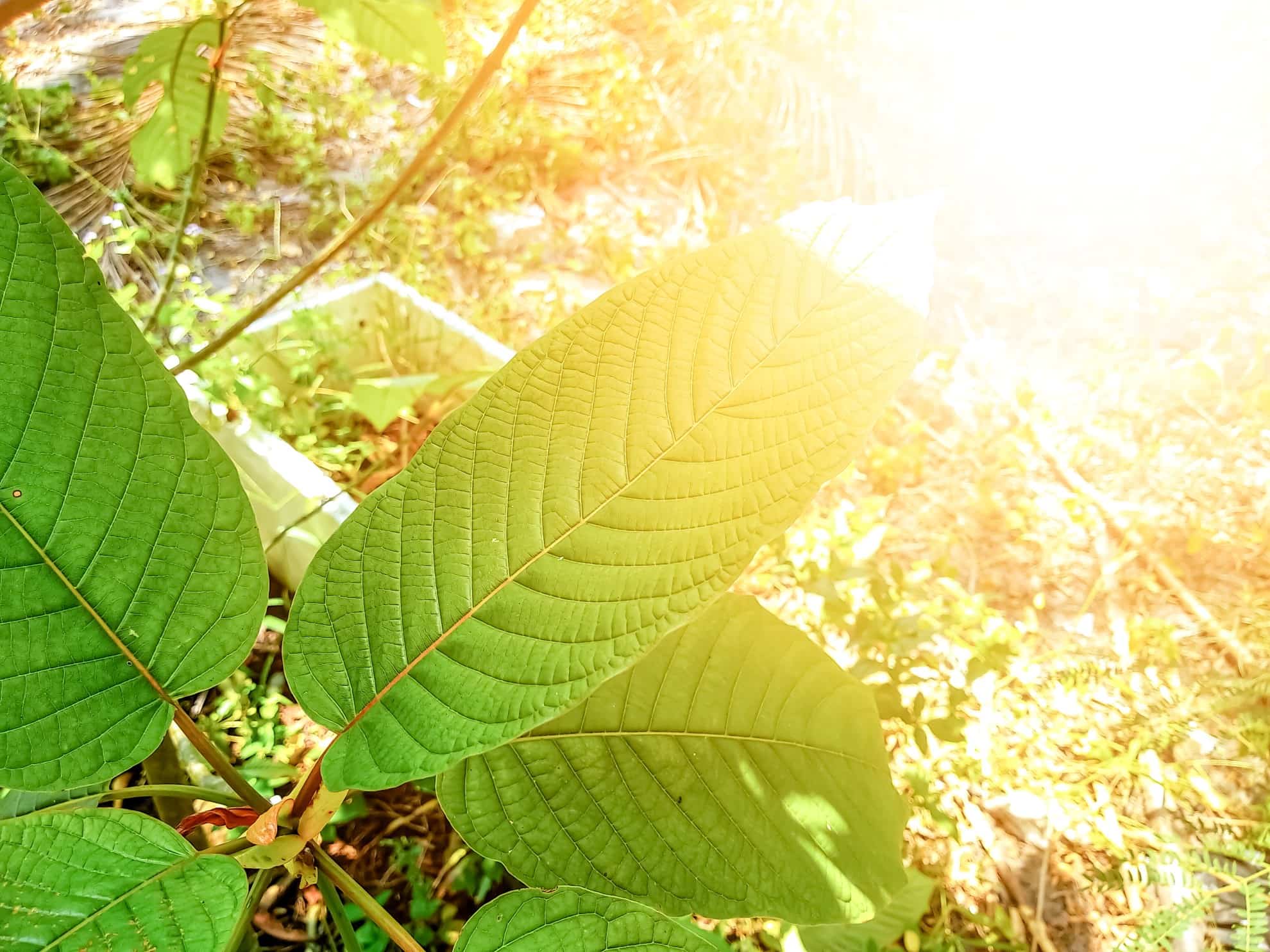 Kratom plant growing outdoors
