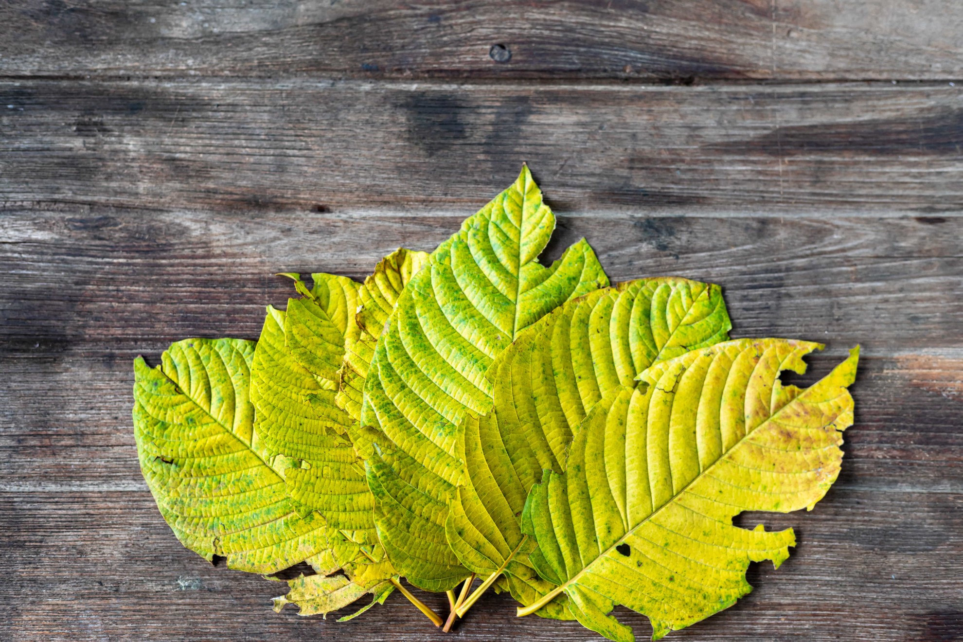 yellow vein kratom