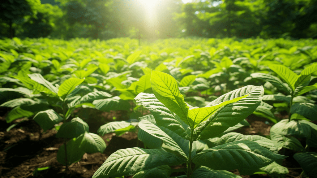 Growing horned kratom 