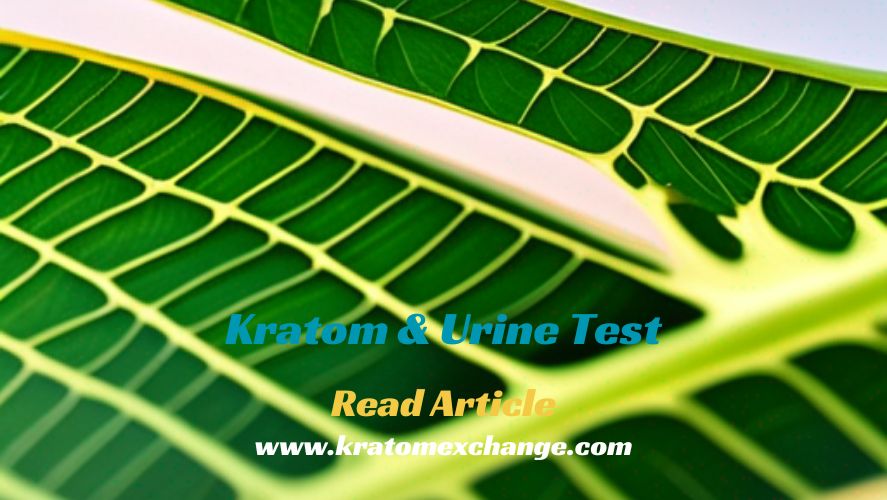 kratom and urine test-what are the expected results-read here